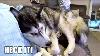 Husky Annoyed With His Nan For Daring To Move Him